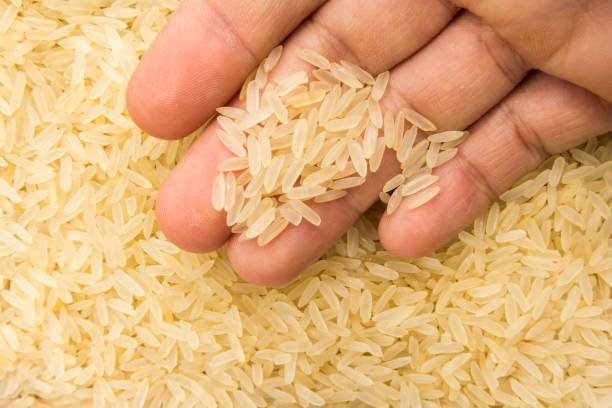 Oryza sativa is scientific name of Parboiled Chinese Rice seed. Also known as Arroz Agulha parboilizado (portuguese). Person with grains in hand. Macro. Whole food.